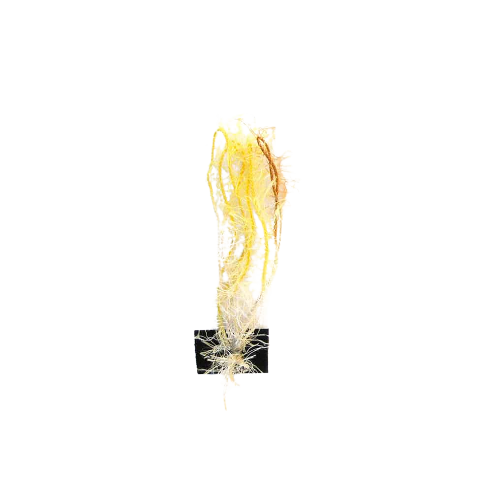 Ciuffo Alga - Pkmchf